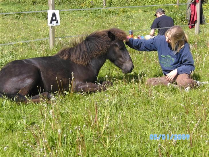 Islænder Sjörnunött billede 13