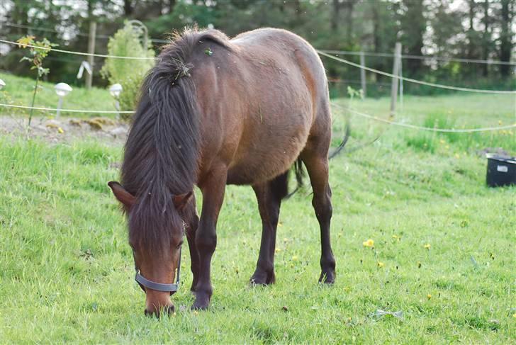 Anden særlig race Coco - 09-05-2009 billede 1