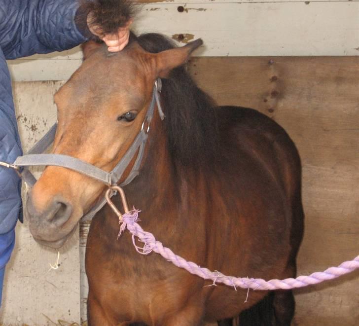 Anden særlig race Coco billede 2