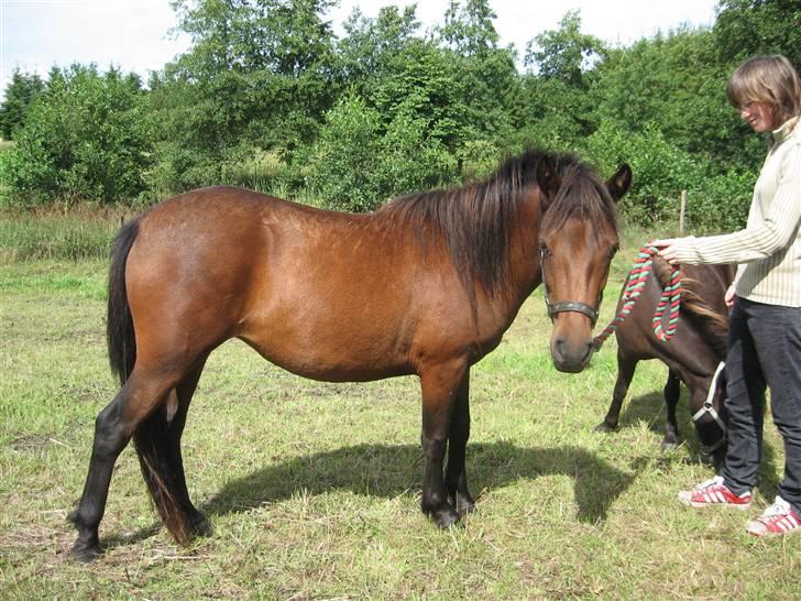 Anden særlig race Coco billede 3