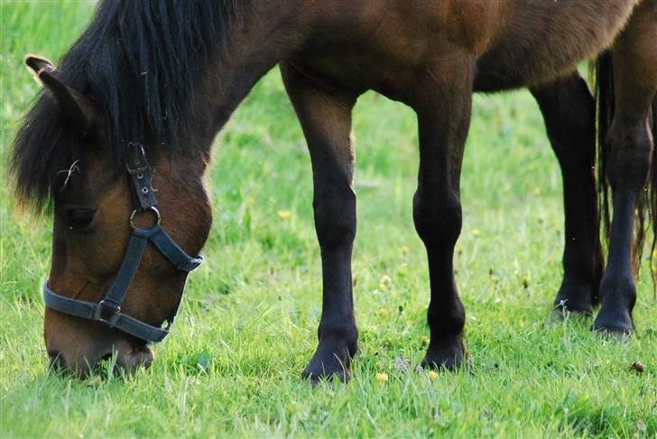 Anden særlig race Coco - 09-05-2009 billede 4