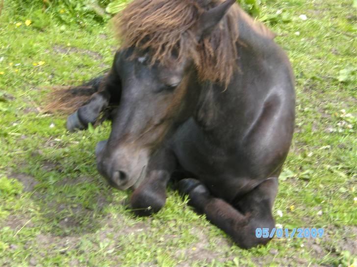 Islænder Sjörnunött billede 14