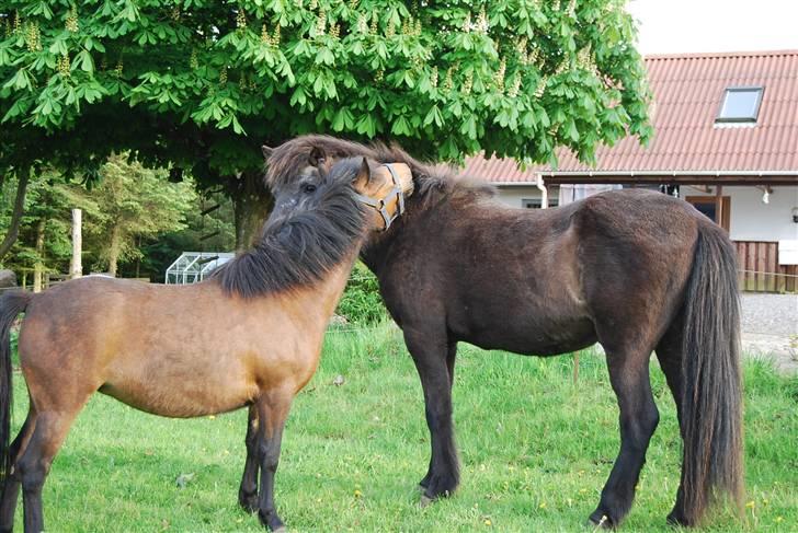 Anden særlig race Coco - 09-05-2009 billede 5