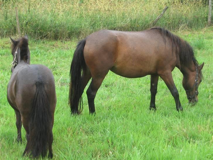 Anden særlig race Coco billede 6