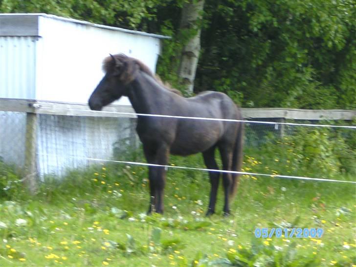 Islænder Sjörnunött billede 15