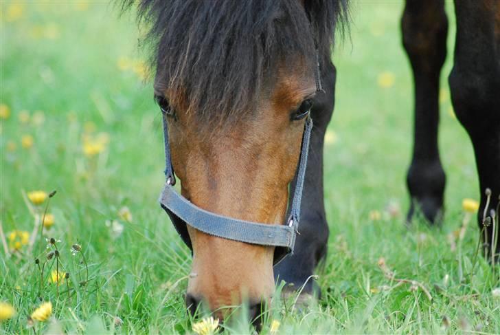 Anden særlig race Coco - 09-05-2009 billede 7