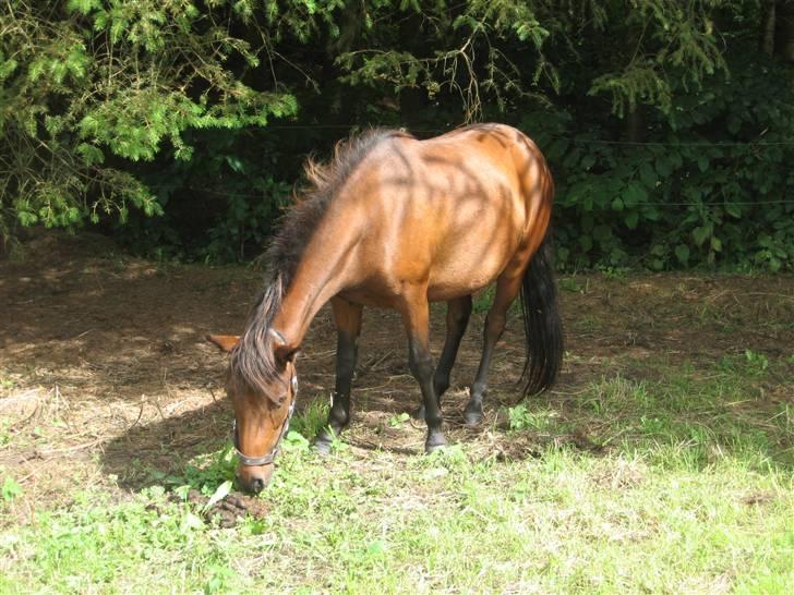 Anden særlig race Coco billede 8