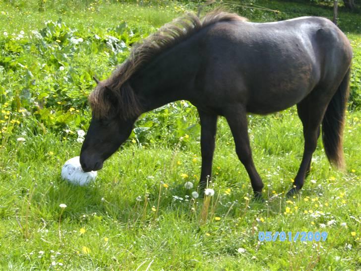 Islænder Sjörnunött billede 16