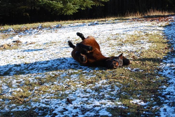 Anden særlig race Coco billede 9