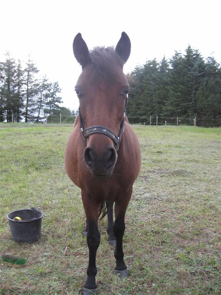 Anden særlig race Coco billede 10