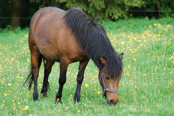 Anden særlig race Coco - 09-05-2009 billede 11