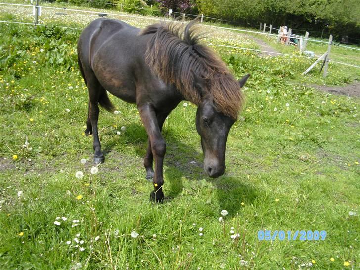 Islænder Sjörnunött billede 17