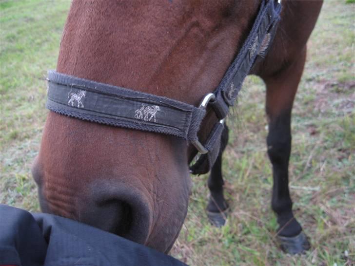 Anden særlig race Coco billede 12