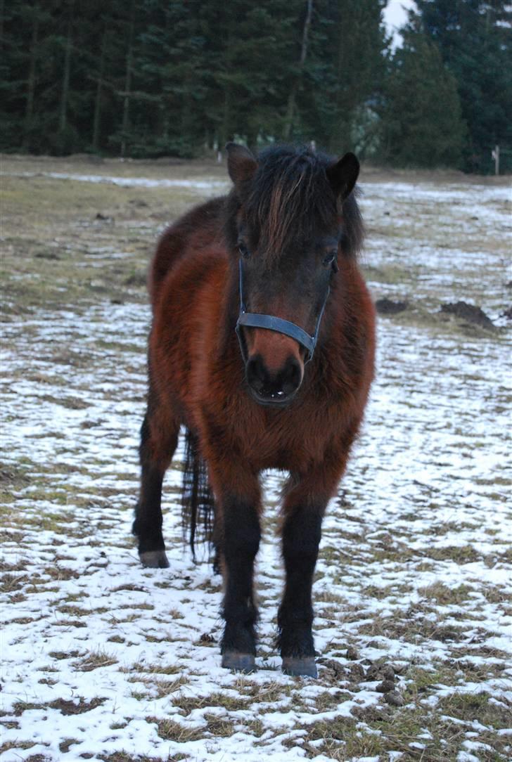 Anden særlig race Coco billede 13