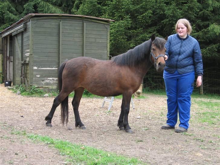 Anden særlig race Coco billede 14