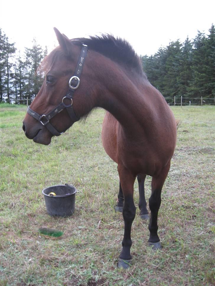 Anden særlig race Coco billede 15