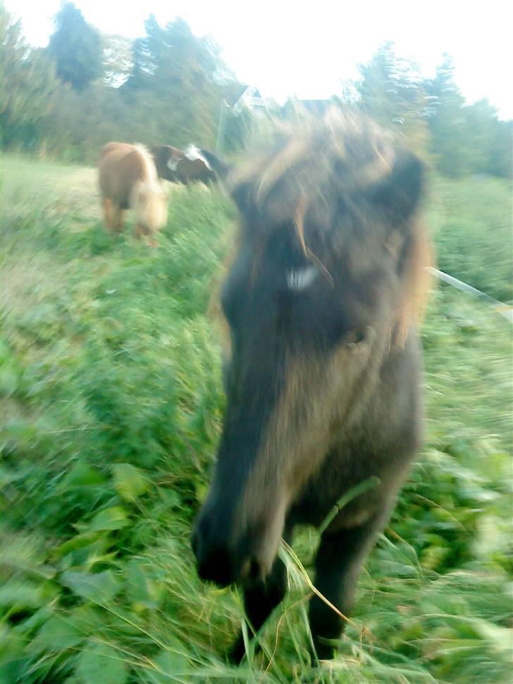 Islænder Sjörnunött billede 18