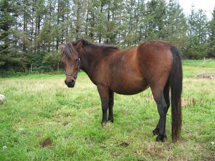 Anden særlig race Coco billede 16