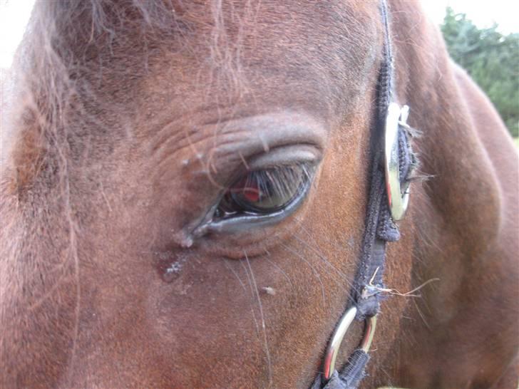 Anden særlig race Coco billede 17