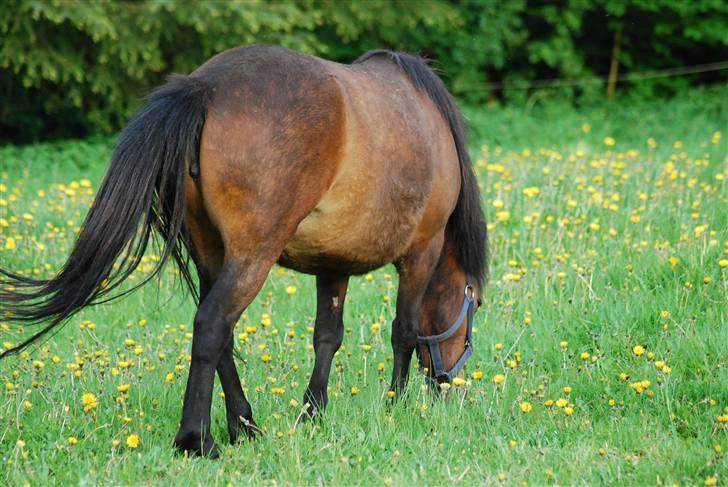 Anden særlig race Coco - 09-05-2009 billede 18