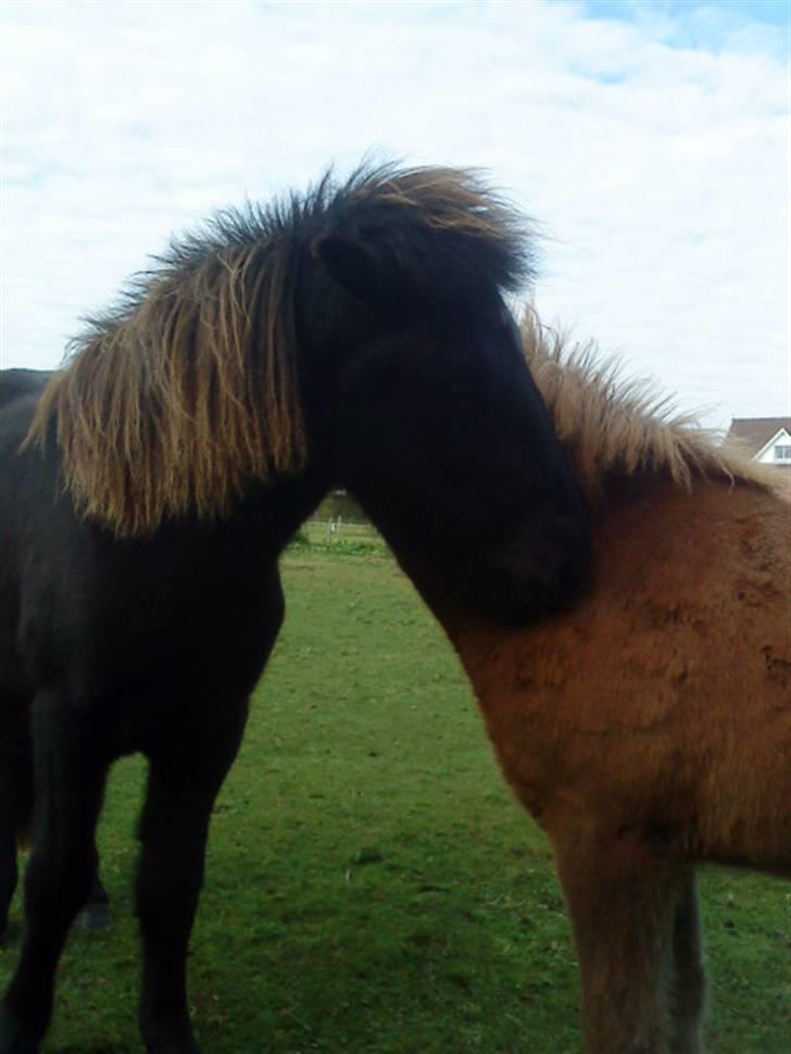 Islænder Sjörnunött billede 19