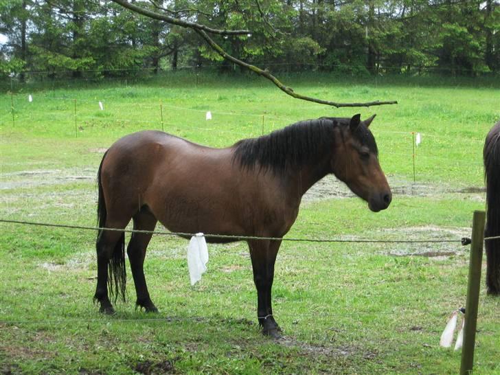 Anden særlig race Coco - Der øs regnede den dag..XD billede 19