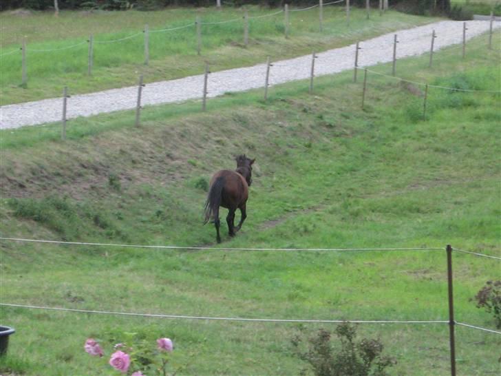 Anden særlig race Coco billede 20