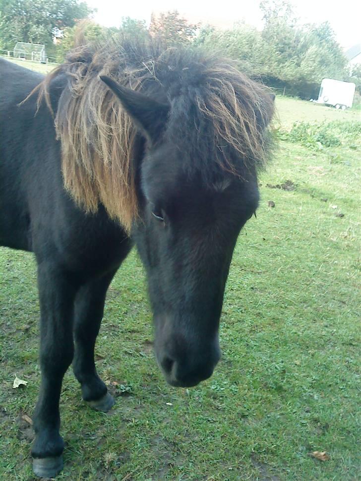 Islænder Sjörnunött billede 20