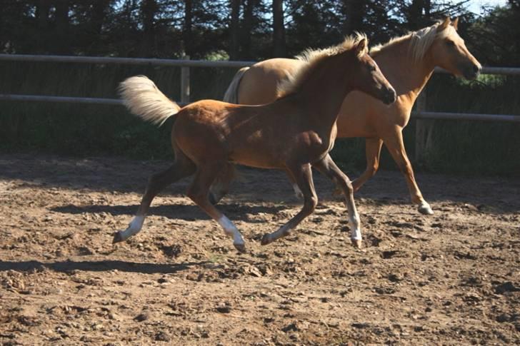 New Forest Calandias Eyecatcher  billede 1