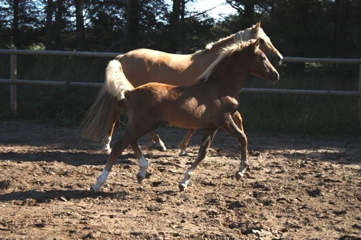 New Forest Calandias Eyecatcher  billede 2