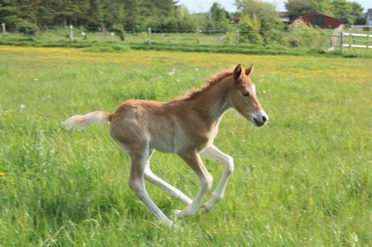 New Forest Calandias Eyecatcher  billede 3