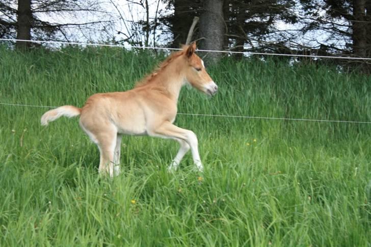 New Forest Calandias Eyecatcher  billede 4