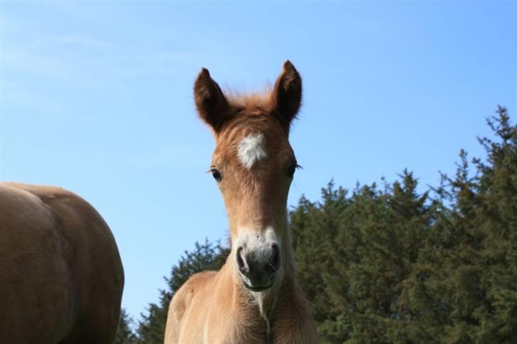 New Forest Calandias Eyecatcher  billede 5