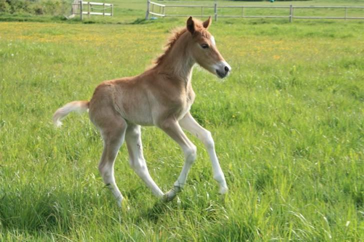 New Forest Calandias Eyecatcher  billede 6