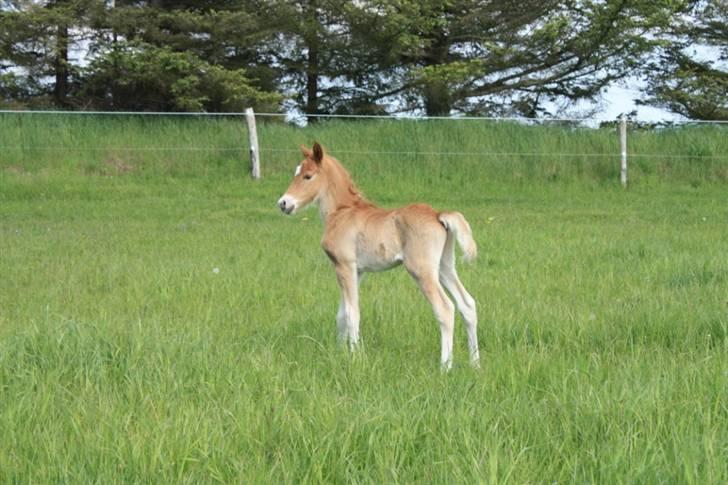 New Forest Calandias Eyecatcher  billede 7