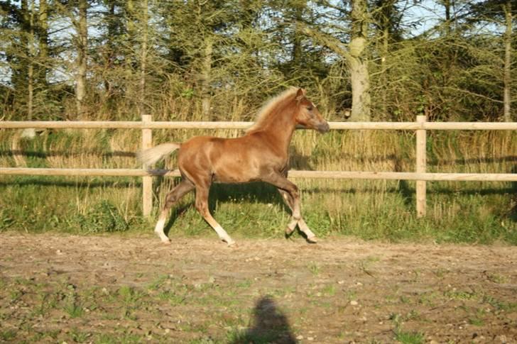 New Forest Calandias Eyecatcher  billede 8