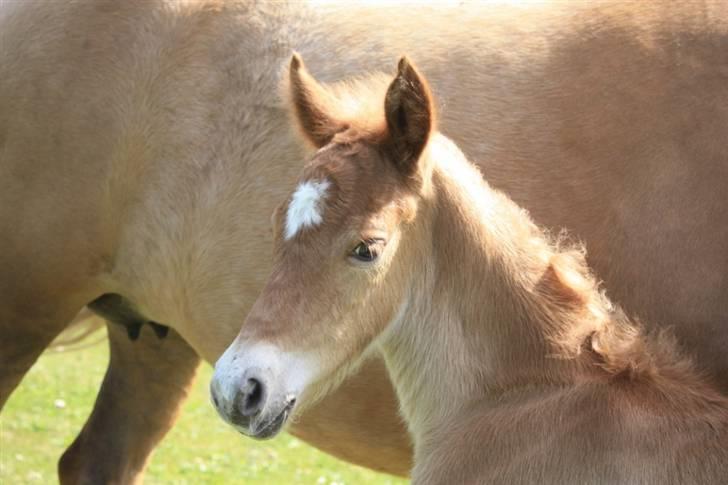 New Forest Calandias Eyecatcher  billede 9