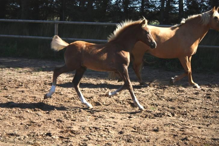 New Forest Calandias Eyecatcher  billede 10