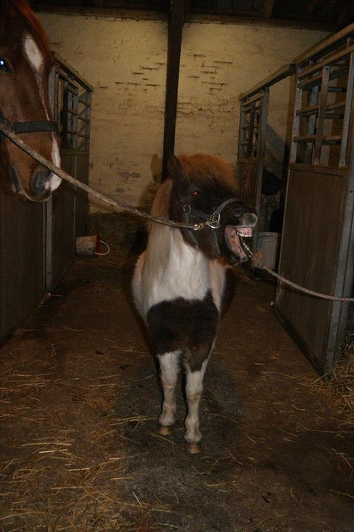 Shetlænder Hjøllundgårds Camelot billede 11