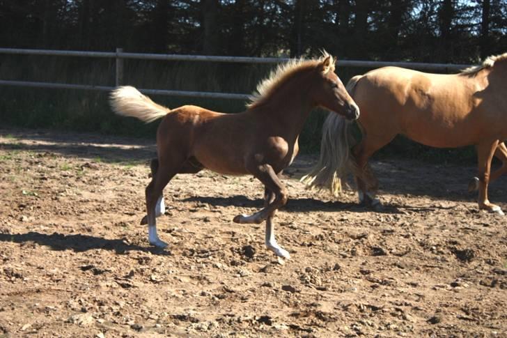 New Forest Calandias Eyecatcher  billede 11