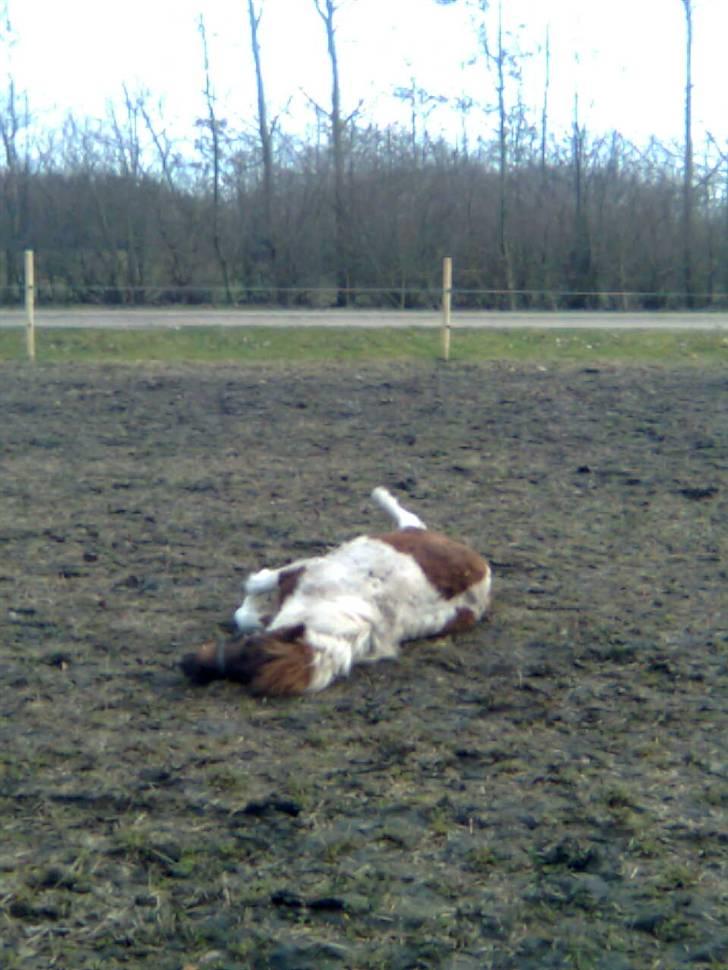 Shetlænder Hjøllundgårds Camelot billede 12