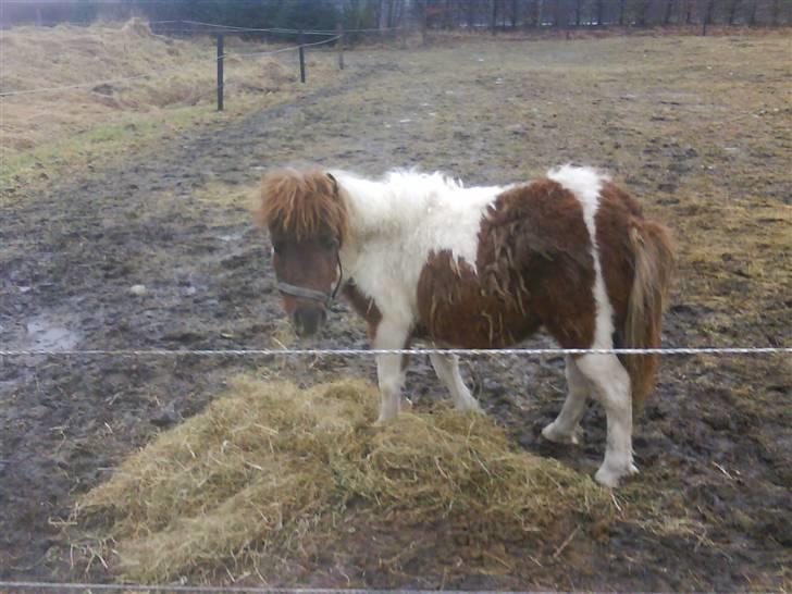 Shetlænder Hjøllundgårds Camelot billede 13