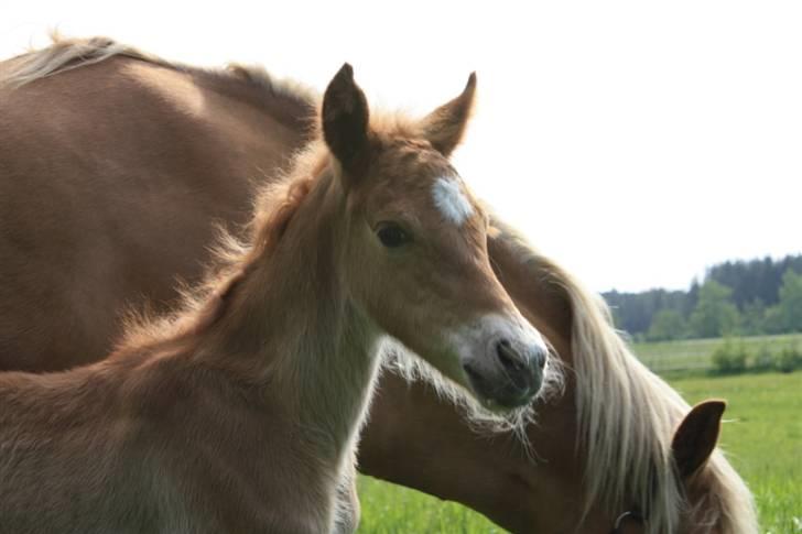 New Forest Calandias Eyecatcher  billede 12