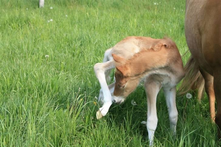 New Forest Calandias Eyecatcher  billede 13