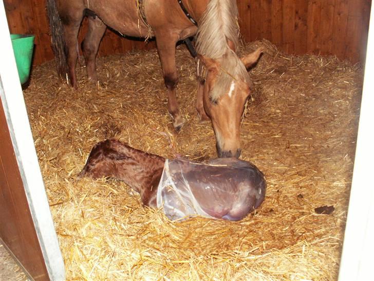 New Forest Calandias Eyecatcher  billede 14