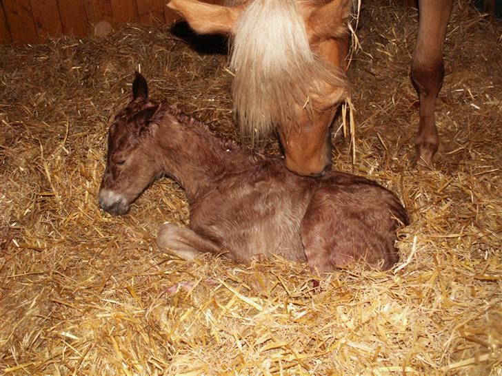 New Forest Calandias Eyecatcher  billede 15