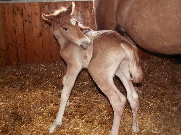 New Forest Calandias Eyecatcher  billede 16