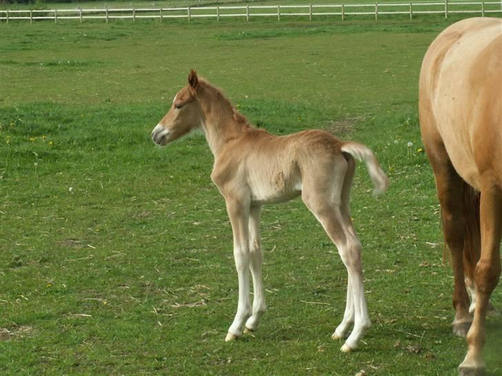 New Forest Calandias Eyecatcher  billede 17