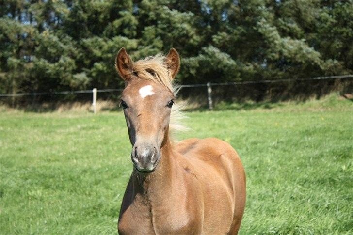 New Forest Calandias Eyecatcher  billede 18