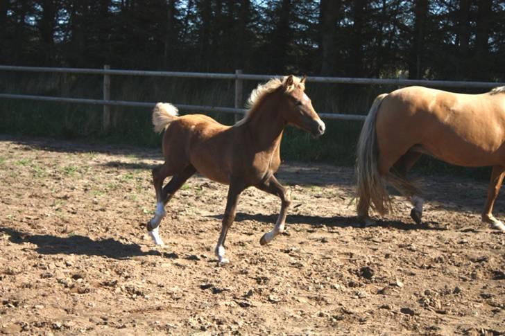 New Forest Calandias Eyecatcher  billede 19